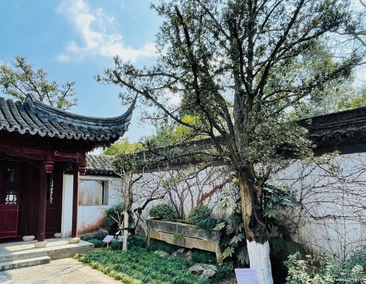 芭蕉（左）和罗汉松，树龄150年（右）