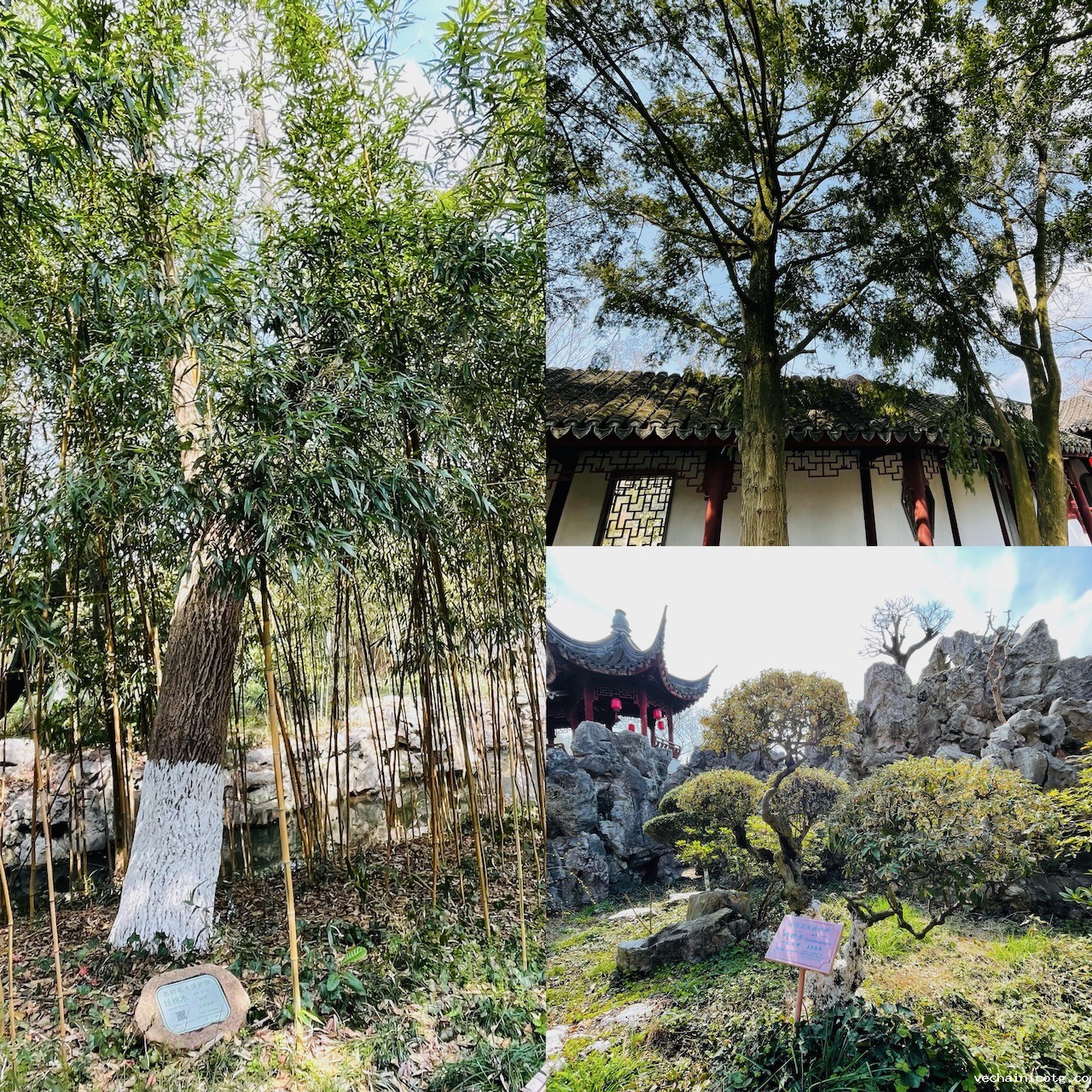 丝棉木（左）、香榧（右上）、胡颓子（右下）